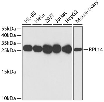RPL14 Rabbit polyclonal antibody