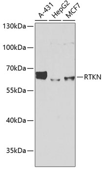 RTKN Rabbit polyclonal antibody