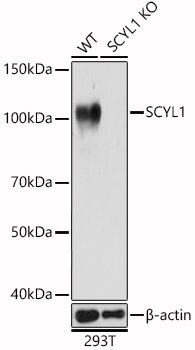 [KO Validated] SCYL1 Rabbit polyclonal antibody