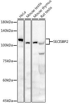 SECISBP2 Rabbit polyclonal antibody