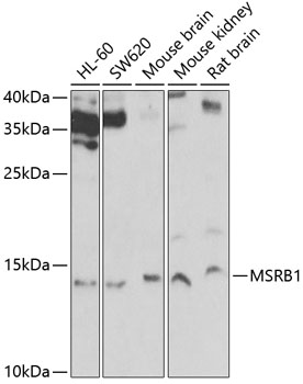 MSRB1 Rabbit polyclonal antibody