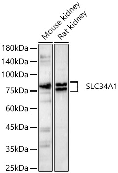 SLC34A1 Rabbit polyclonal antibody