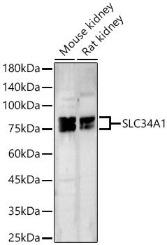 SLC34A1 Rabbit polyclonal antibody