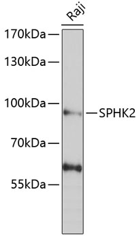 SPHK2 Rabbit pAb