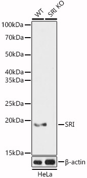 [KO Validated] SRI Rabbit polyclonal antibody