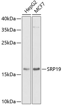 SRP19 Rabbit polyclonal antibody