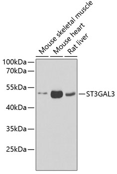 ST3GAL3 Rabbit polyclonal antibody