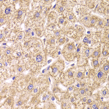 ST3GAL3 Rabbit polyclonal antibody
