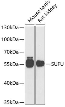 SUFU Rabbit polyclonal antibody