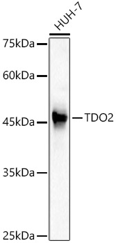 TDO2 Rabbit polyclonal antibody