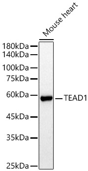 TEAD1 Rabbit polyclonal antibody