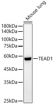 TEAD1 Rabbit polyclonal antibody