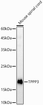 TPPP3 Rabbit polyclonal antibody