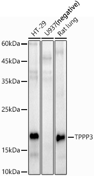 TPPP3 Rabbit polyclonal antibody