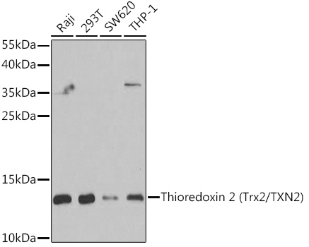 Thioredoxin 2 (Trx2/TXN2) Rabbit pAb