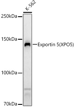 Exportin 5 (XPO5) Rabbit polyclonal antibody