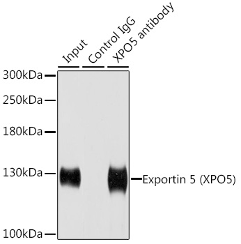 Exportin 5 (XPO5) Rabbit polyclonal antibody