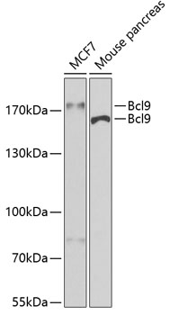 Bcl9 Rabbit polyclonal antibody