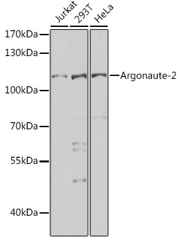 Argonaute-2 Rabbit polyclonal antibody
