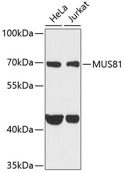 MUS81 Rabbit polyclonal antibody