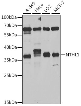 NTHL1 Rabbit pAb