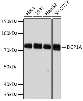DCP1A Rabbit monoclonal antibody