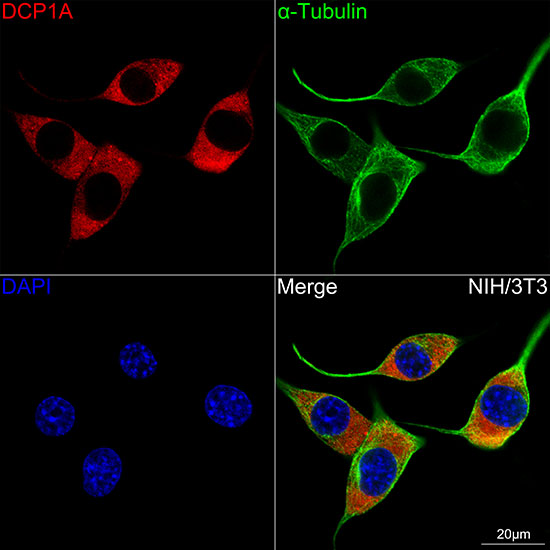DCP1A Rabbit monoclonal antibody