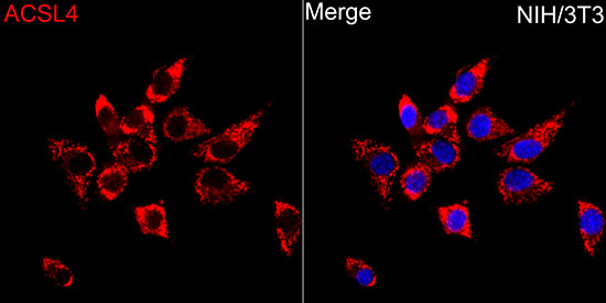 ACSL4 Rabbit polyclonal antibody