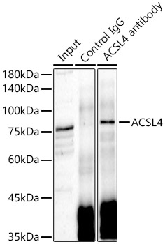 ACSL4 Rabbit polyclonal antibody
