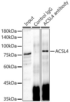 ACSL4 Rabbit polyclonal antibody