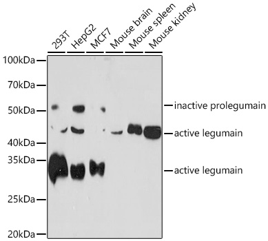 Legumain (LGMN) Rabbit monoclonal antibody