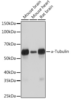 A Alpha-Tubulin Rabbit monoclonal antibody