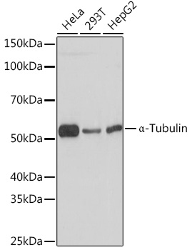 A Alpha-Tubulin Rabbit monoclonal antibody