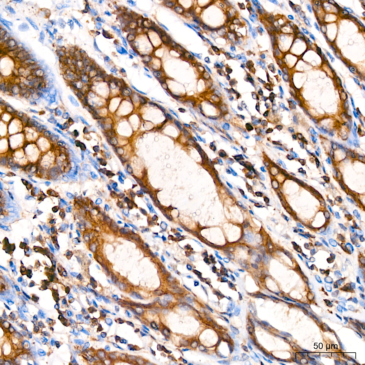 A Alpha-Tubulin Rabbit monoclonal antibody