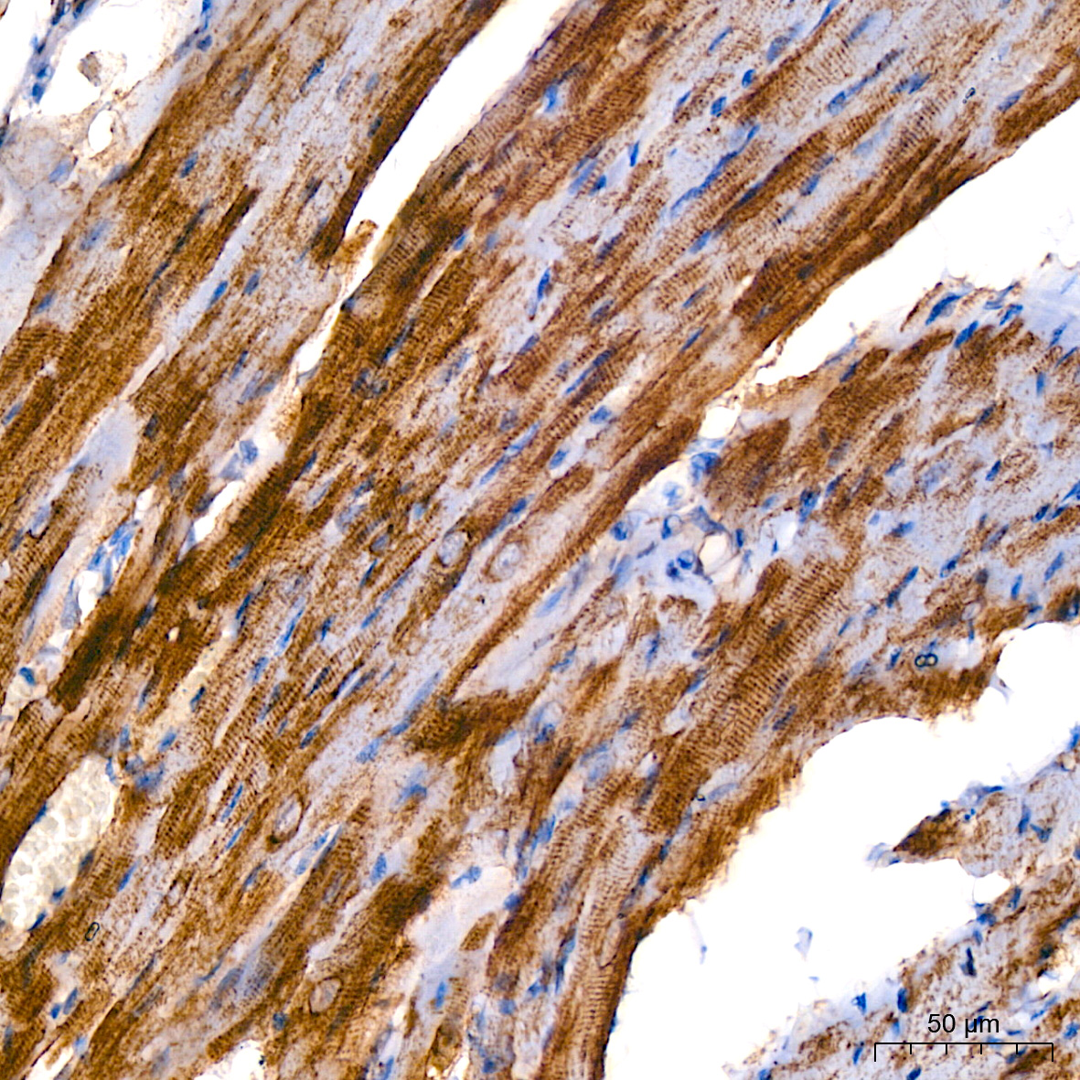 A Alpha-Tubulin Rabbit monoclonal antibody