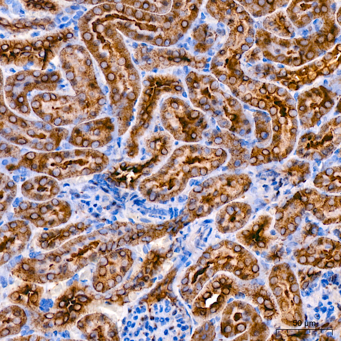 A Alpha-Tubulin Rabbit monoclonal antibody