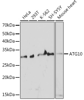 ATG10 Rabbit monoclonal antibody