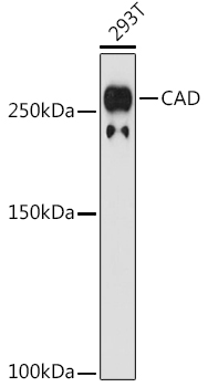 CAD Rabbit monoclonal antibody