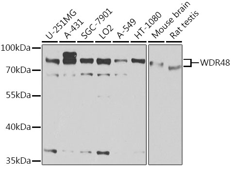 WDR48 Rabbit polyclonal antibody