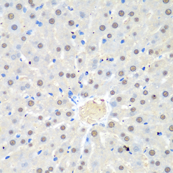 WDR48 Rabbit polyclonal antibody