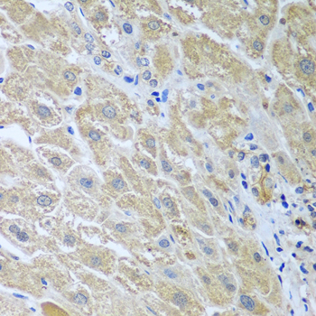 WDR48 Rabbit polyclonal antibody