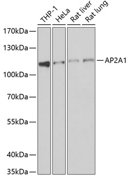 AP2A1 Rabbit pAb