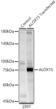 ALOX15 Rabbit polyclonal antibody