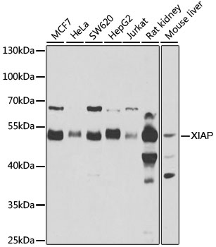 [KO Validated] XIAP Rabbit polyclonal antibody