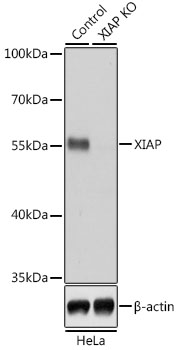 [KO Validated] XIAP Rabbit polyclonal antibody