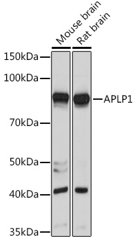 APLP1 Rabbit polyclonal antibody