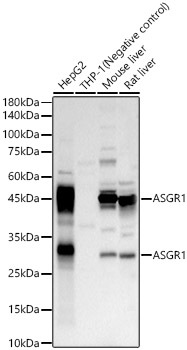 ASGR1 Rabbit polyclonal antibody