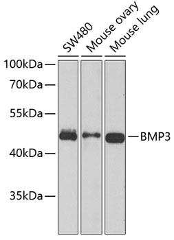 BMP3 Rabbit polyclonal antibody