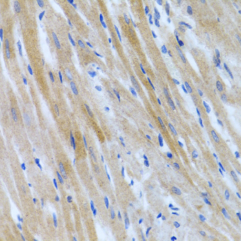 BMP3 Rabbit polyclonal antibody