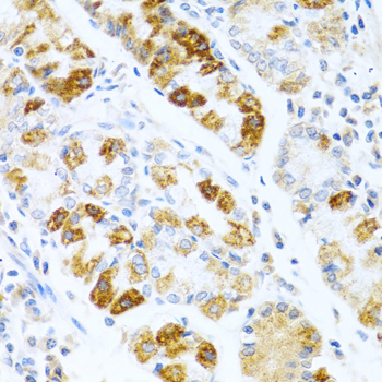 BMP3 Rabbit polyclonal antibody
